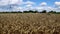 Field of ripe wheat under blue sky and white clouds.