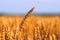 Field of ripe wheat under the golden sunlight