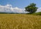 The Field ripe wheats Russia