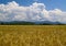 The Field ripe wheats Russia