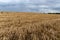 A field of ripe yellow oats under a cloudy sky.