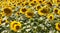 Field of ripen sunflowers in natural daylight