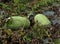 In the field ripen watermelons