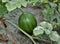 In the field ripen watermelons