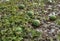 In the field ripen watermelons