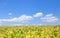 Field with ripened soy. Glycine max, soybean, soya bean sprout growing soybeans. Yellow leaves and soy beans on soybean cultivated