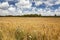 Field of ripened wheat on a sunny summer day