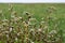 A field with ripening buckwheat