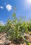 Field with ripening corn in desert agriculture