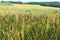 Field of ripening ears of wheat