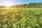 Field of ripening green organic soybean