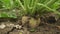 Field of ripening sugar beet.