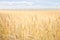 Field of ripening wheat. Agricultural harvest concept