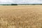 Field of ripening wheat ears or rye spikes