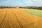 Field of ripening yellow wheat with a green oats plantation. Production and cultivation of cereals.