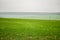 Field with rising winter wheat in autumn day