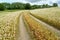 The field road in the blossoming buckwheat field. Summer landscape