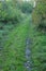 A field road overgrown with grass among trees and shrubs on a sunny autumn day. The area is inaccessible to others. Autumn. Day