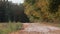 A field road passing next to an autumn forest with yellow leaves.