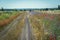 Field road in Poland