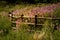 Field of Rocky Mountain Bee Plants