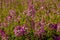 Field of Rocky Mountain Bee Plants