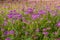 Field of Rocky Mountain Bee Plants