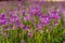 Field of Rocky Mountain Bee Plants