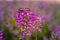 Field of Rocky Mountain Bee Plants