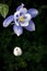 Field with Rocky Mountain blue columbine flowers