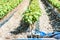 Field of rooted grafts of vine