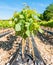 Field of rooted grafts of vine