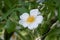 Field rose Rosa arvensis white flower with yellow stamen