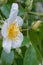 Field rose Rosa arvensis white flower with yellow stamen in close-up