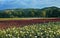 Field of roses, Oregon