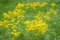 Field of roundleaf groundsel