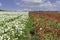 A field of rows blooming white and red cultivated garden buttercups.