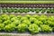 Field with rows of colorful, fully grown lettuce heads