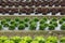 Field with rows of colorful, fully grown lettuce heads