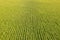 Field with rows of corn plants