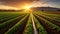 A field with rows of lettuce and water lines, AI