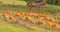 field of rows of orange pumpkins on farm field in Fall with wooden shelter