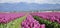 Field with rows of purple tulips next to a mountain