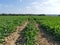 Field of rows of Sugar beet plants in the sun