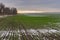 Field with rows of winter crops at autumnal season in Ukraine