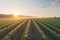 Field with rows of young corn. Morning rural landscape