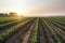 Field with rows of young corn. Morning rural landscape