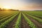 Field with rows of young corn. Morning rural landscape