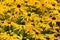 Field of rudbeckia with a bee