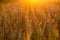 Field of rye under gold sunset lights